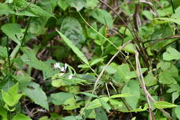 Image of toothed spiderflower