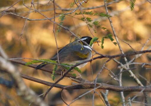 Imagem de Arremon flavirostris Swainson 1838