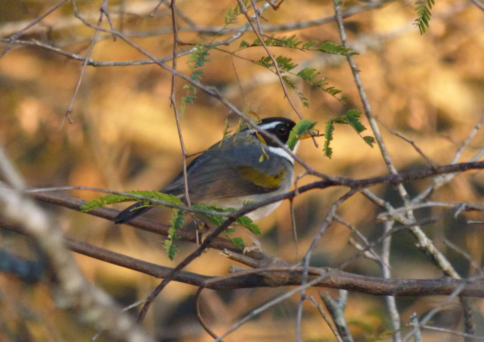 Слика од Arremon flavirostris Swainson 1838