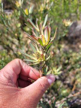 Image of <i>Leucadendron lanigerum</i> var. <i>laevigatum</i>