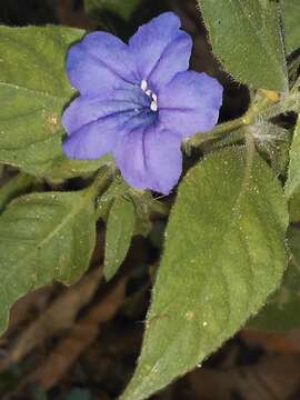 Image of Ruellia bahiensis (Nees) Morong