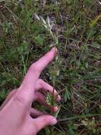 Image of Gentianella amarella var. lingulata (C. Agardh) T. Karlsson