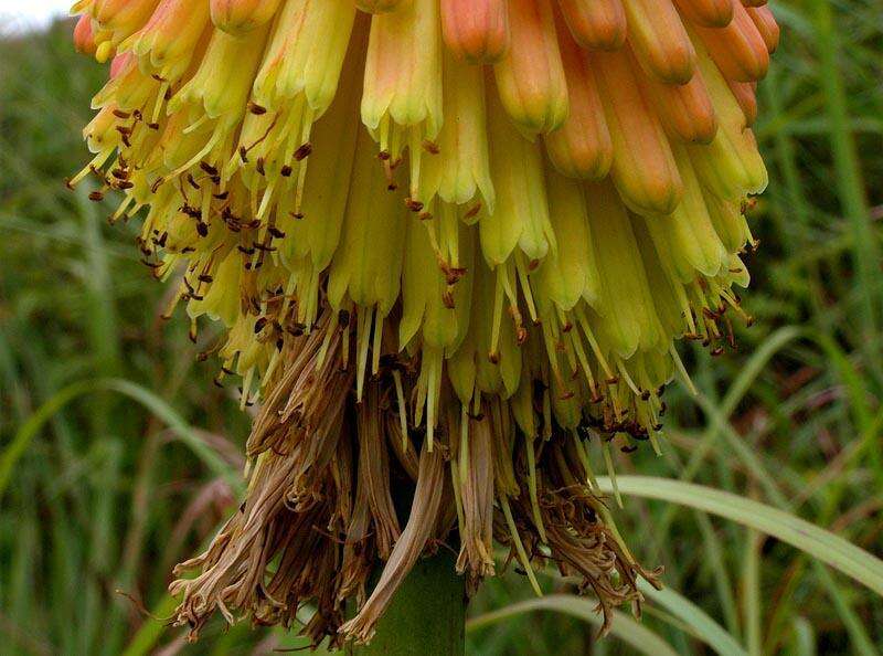 Image of Common red hot poker