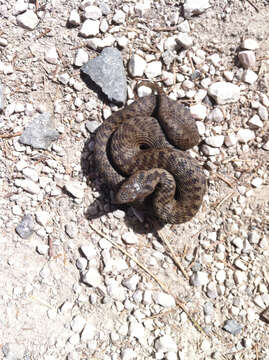 Image of Adder