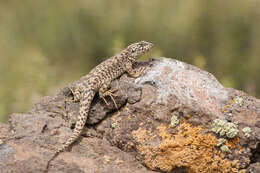 Image of Leopard Tree Iguana