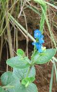 Imagem de Stachytarpheta reticulata Mart. ex Schauer