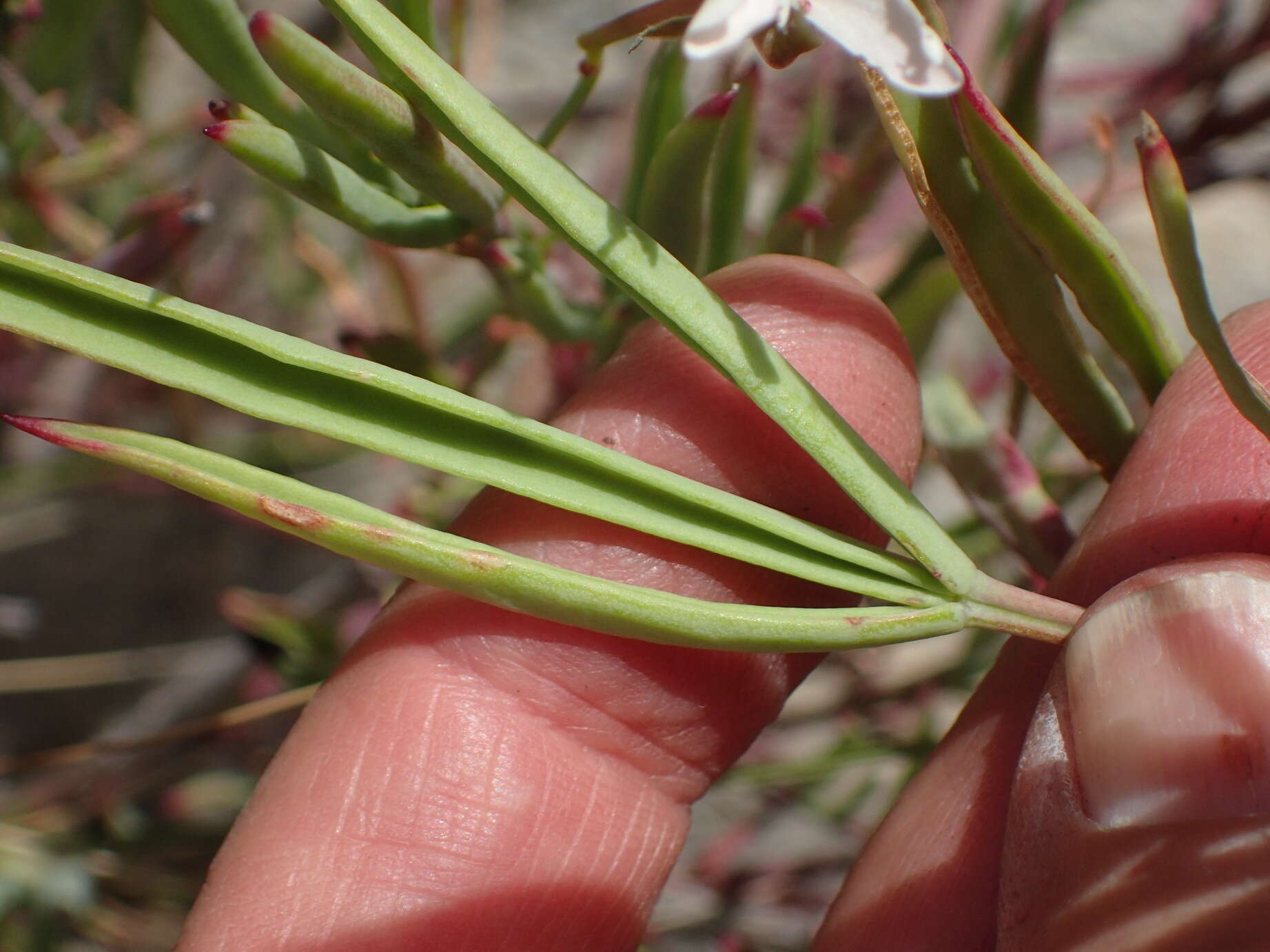 Image of Pelargonium laevigatum subsp. laevigatum