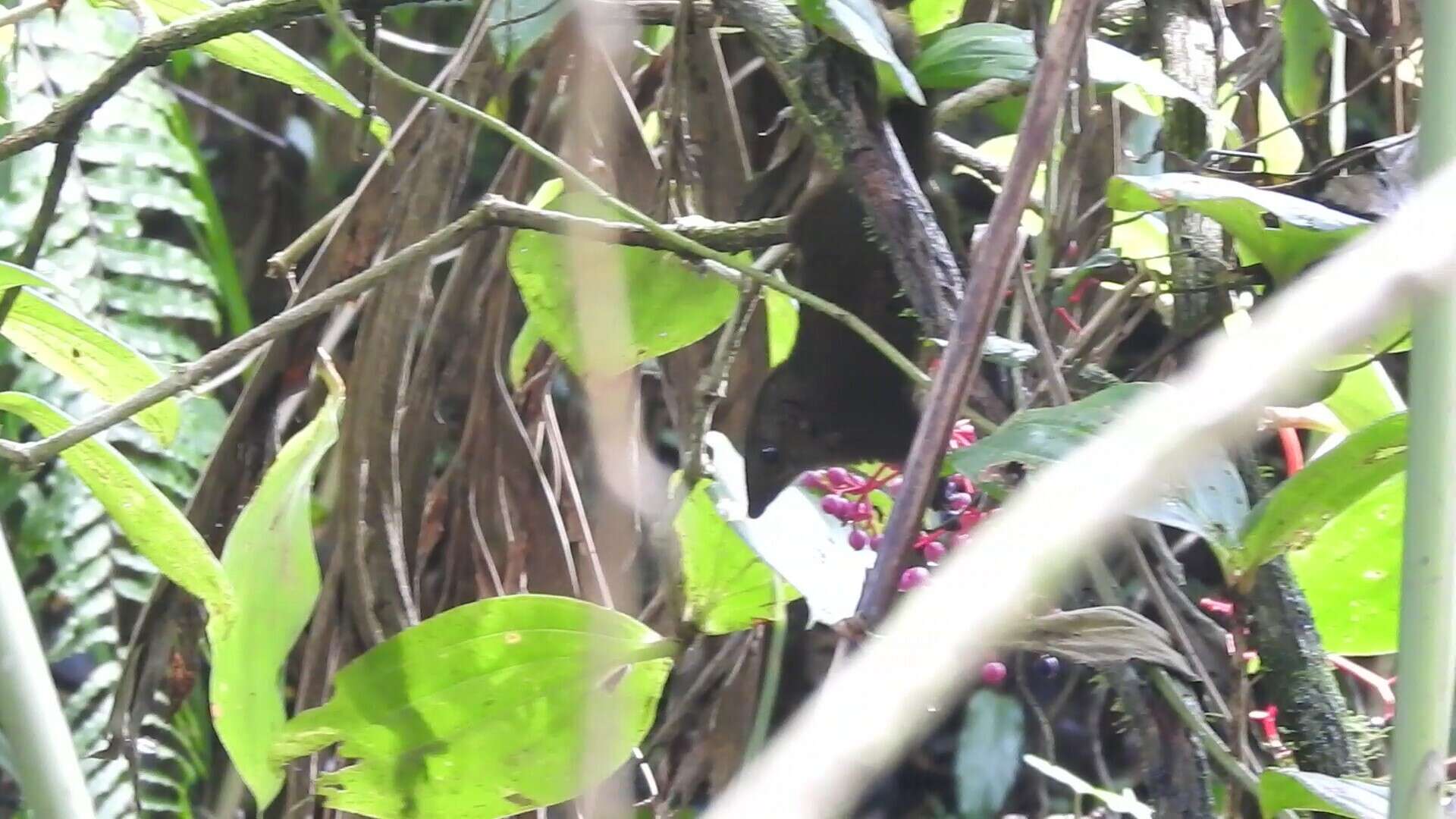 Image of Mountain Tree Shrew