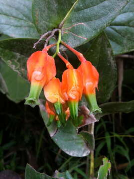 Image of Macleania pentaptera Hørold