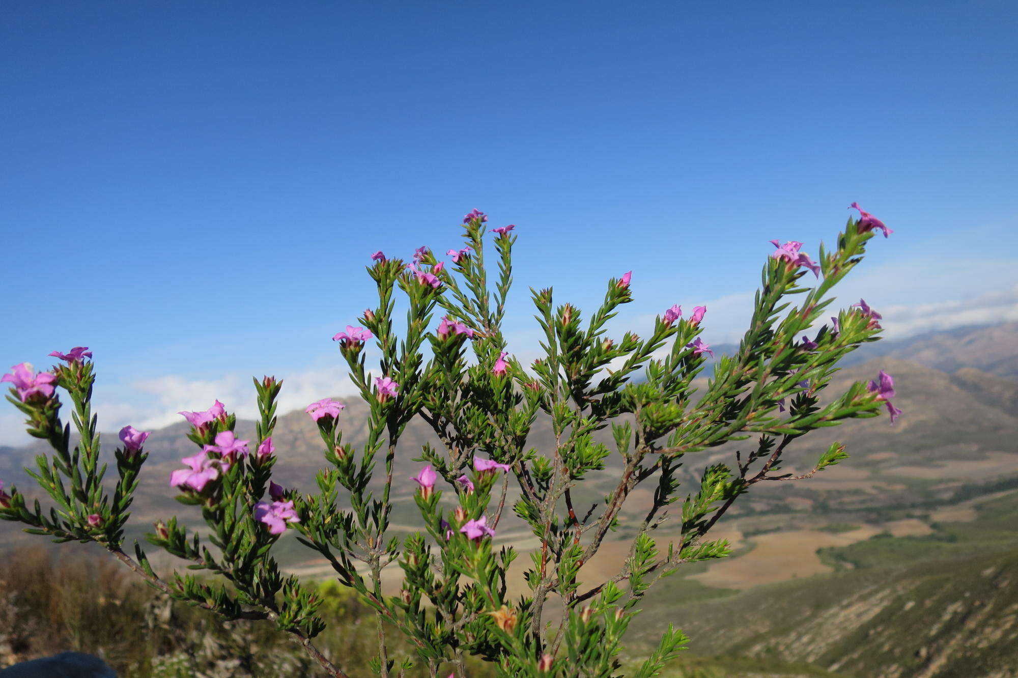 Image of Acmadenia maculata I. Williams