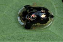 Image of Mottled Tortoise Beetle