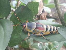 Image of Elegant Grasshopper