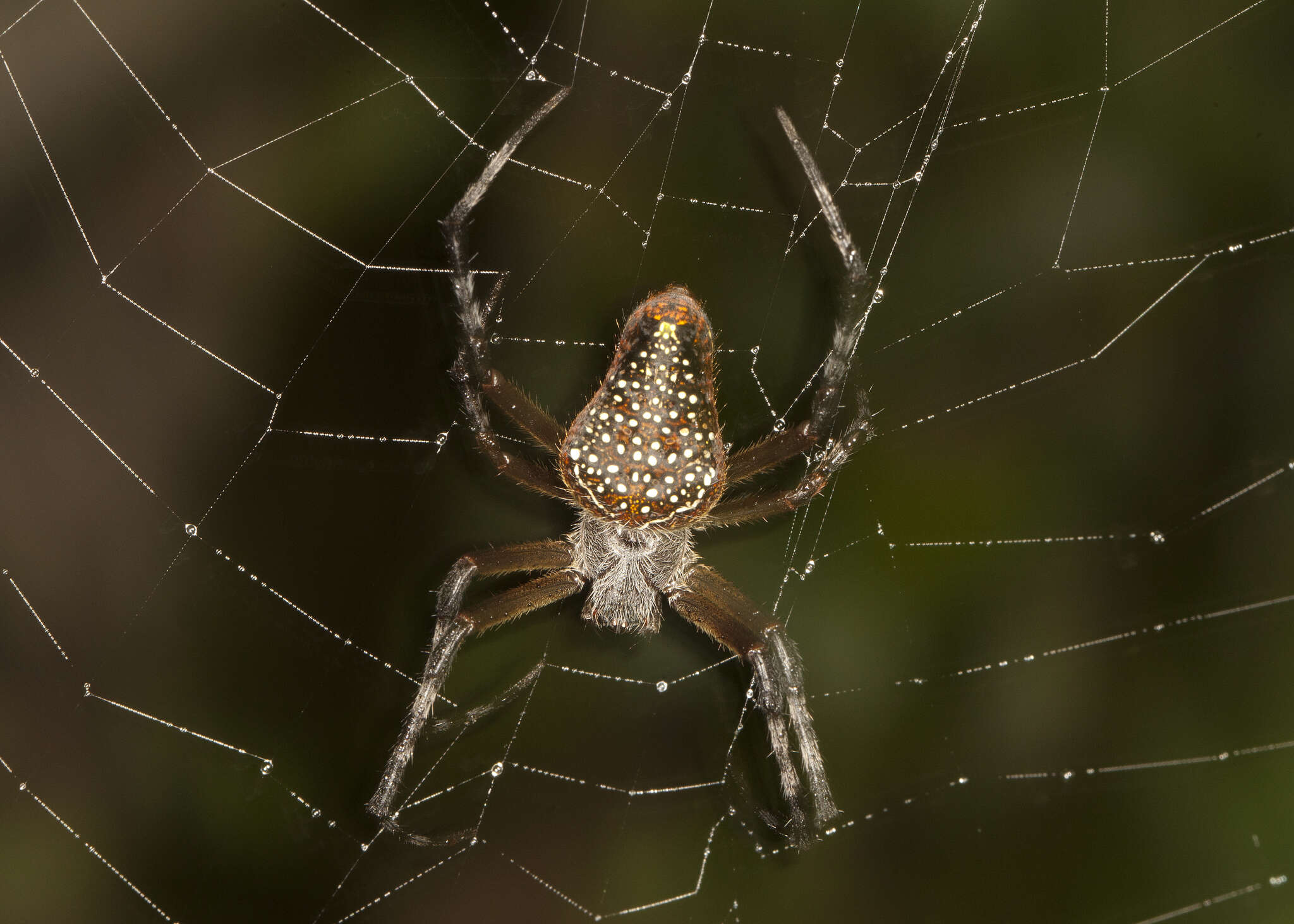 Image of Eriophora nephiloides (O. Pickard-Cambridge 1889)