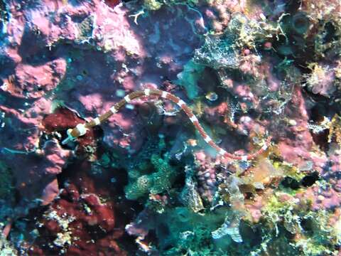 Image of Brown-banded Pipefish