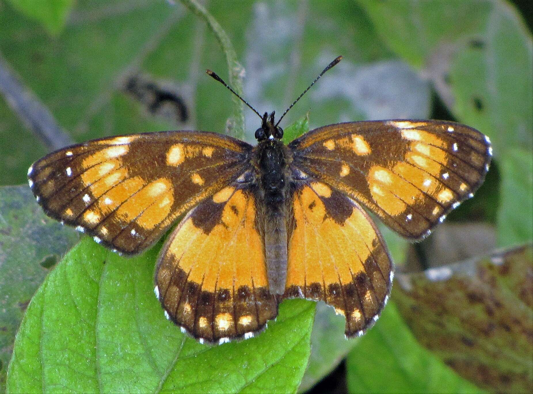 Sivun Chlosyne lacinia saundersi Doubleday (1847) kuva