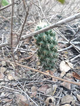 Слика од Coryphantha glassii Dicht & A. Lüthy