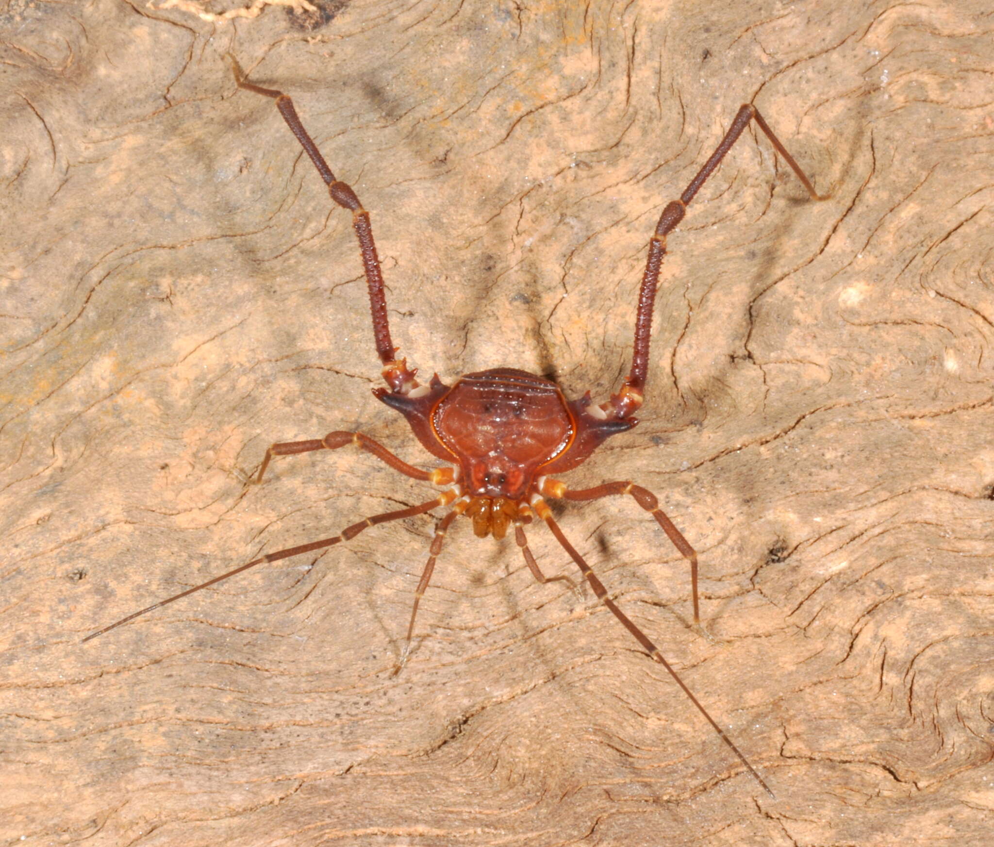 Image of Krateromaspis Carvalho & Kury 2021