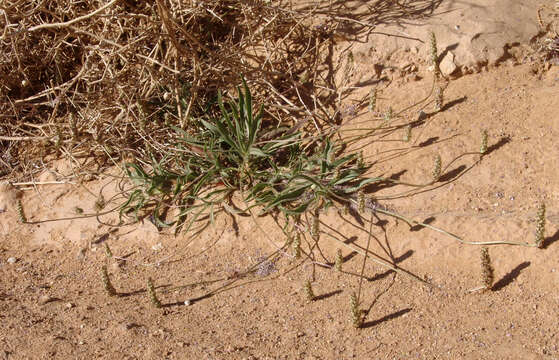 Image of Plantago amplexicaulis Cav.