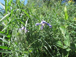 Imagem de Clematis integrifolia L.