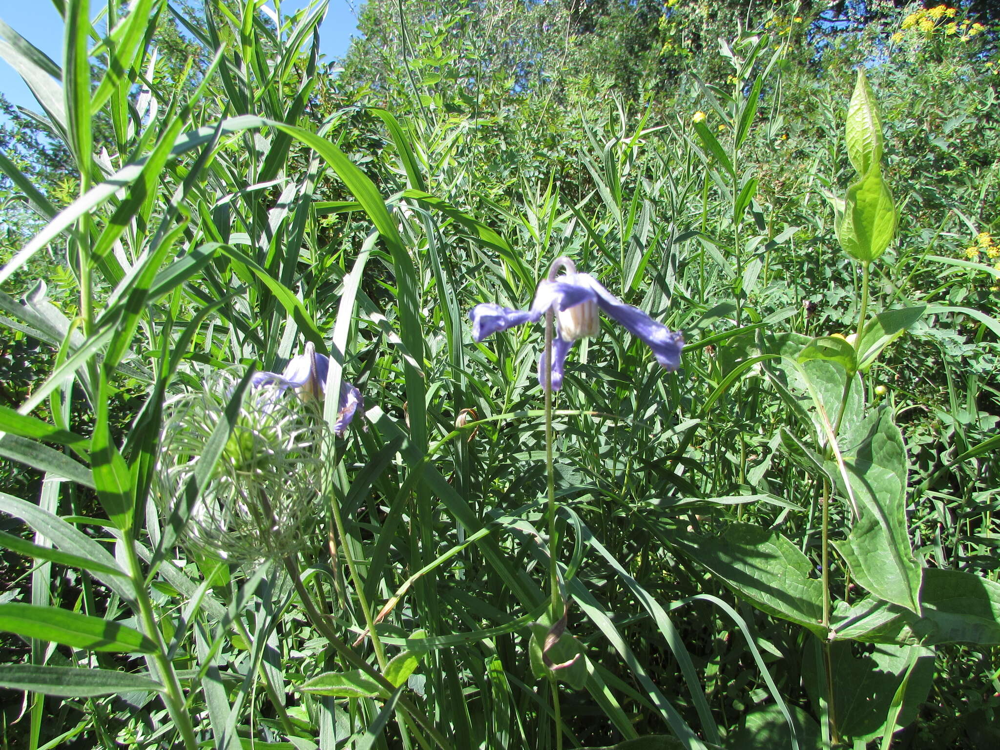 Imagem de Clematis integrifolia L.