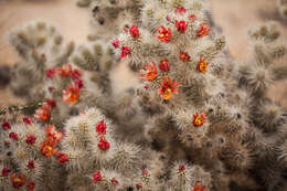 Image de <i>Cylindropuntia chuckwallensis</i>