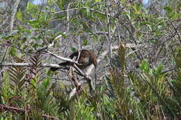 Image of Scaled Chachalaca