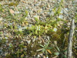 Image of Cerastium siculum Guss.