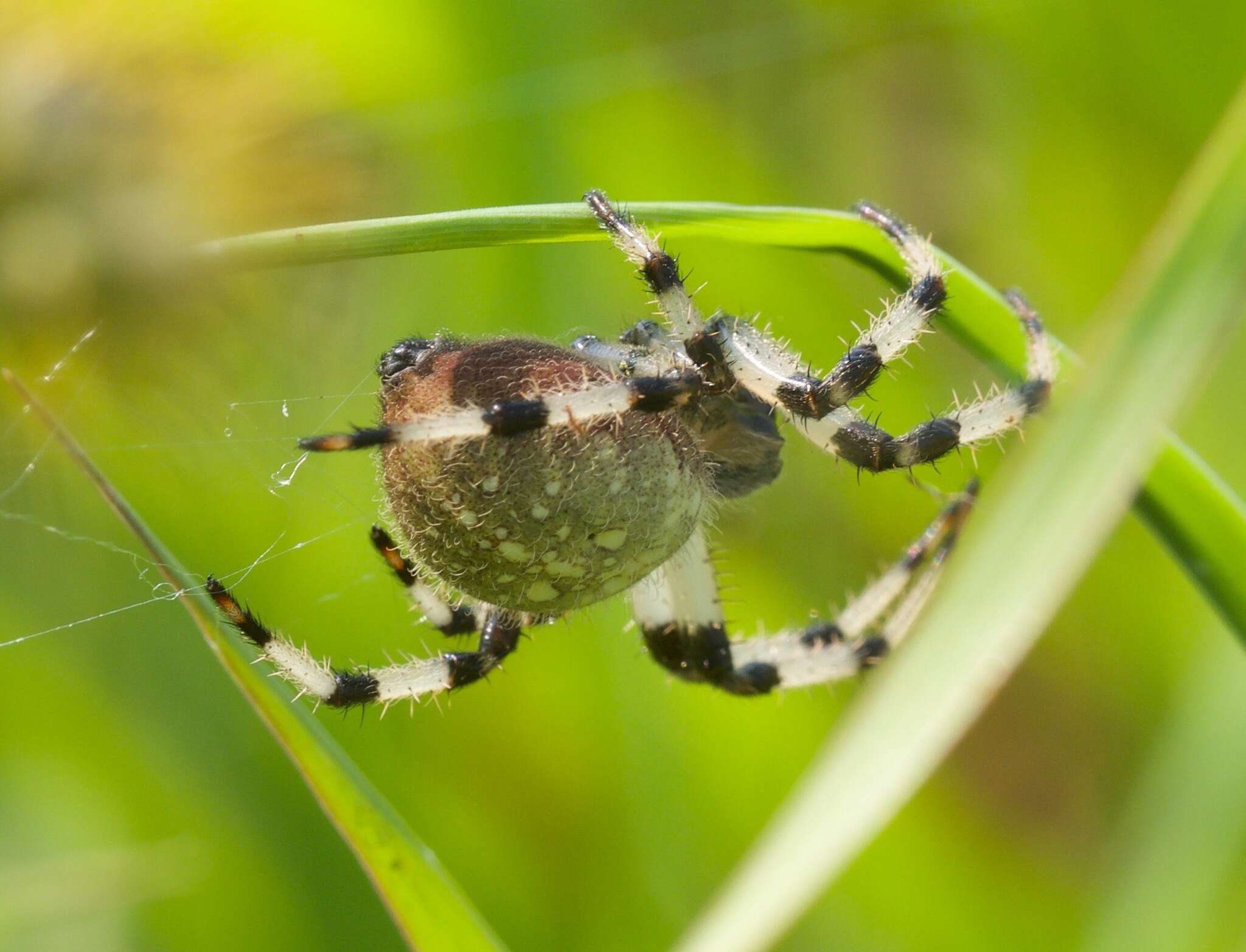 Image of Shamrock Orbweaver