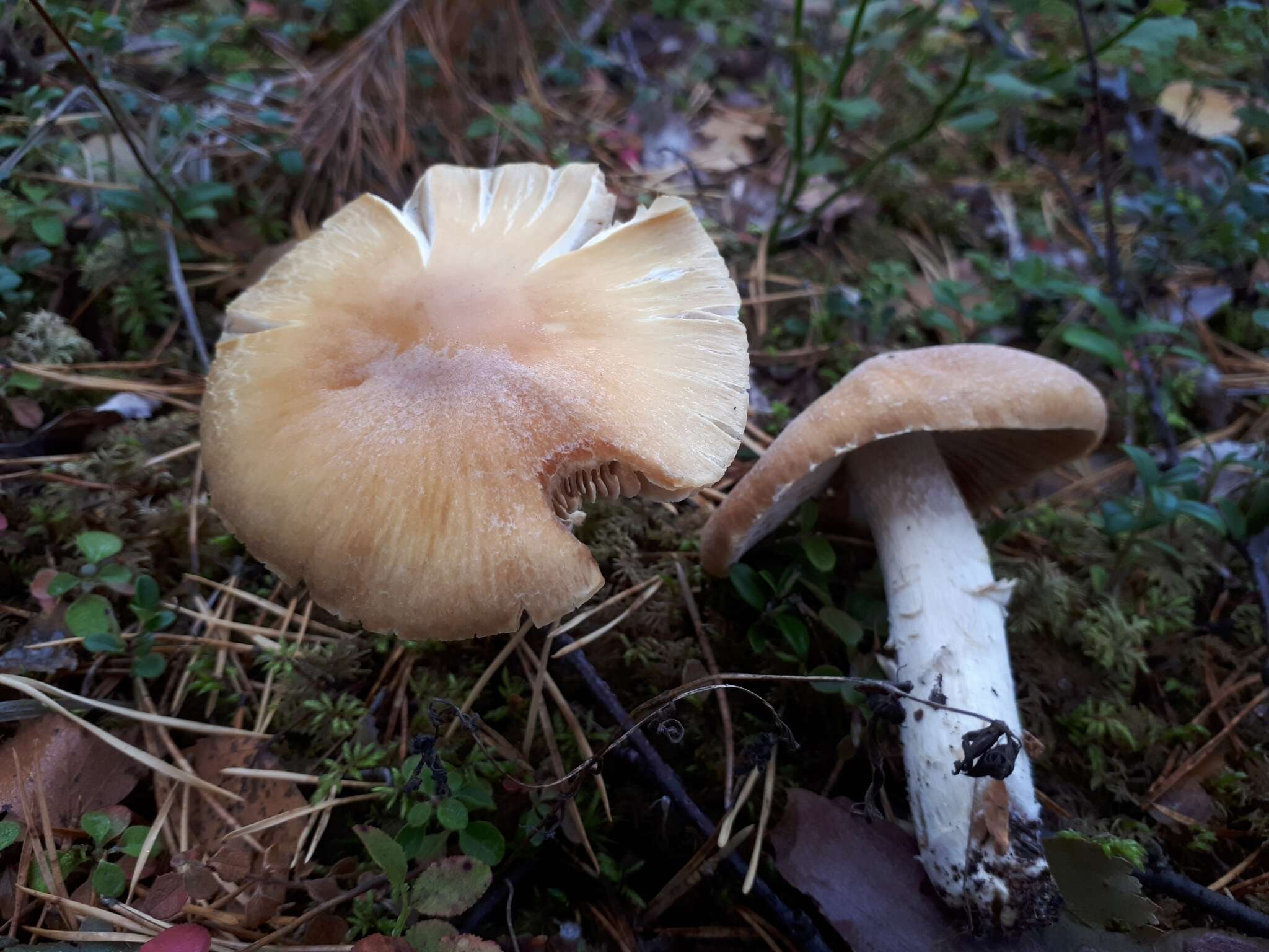 Image of Cortinarius caperatus (Pers.) Fr. 1838