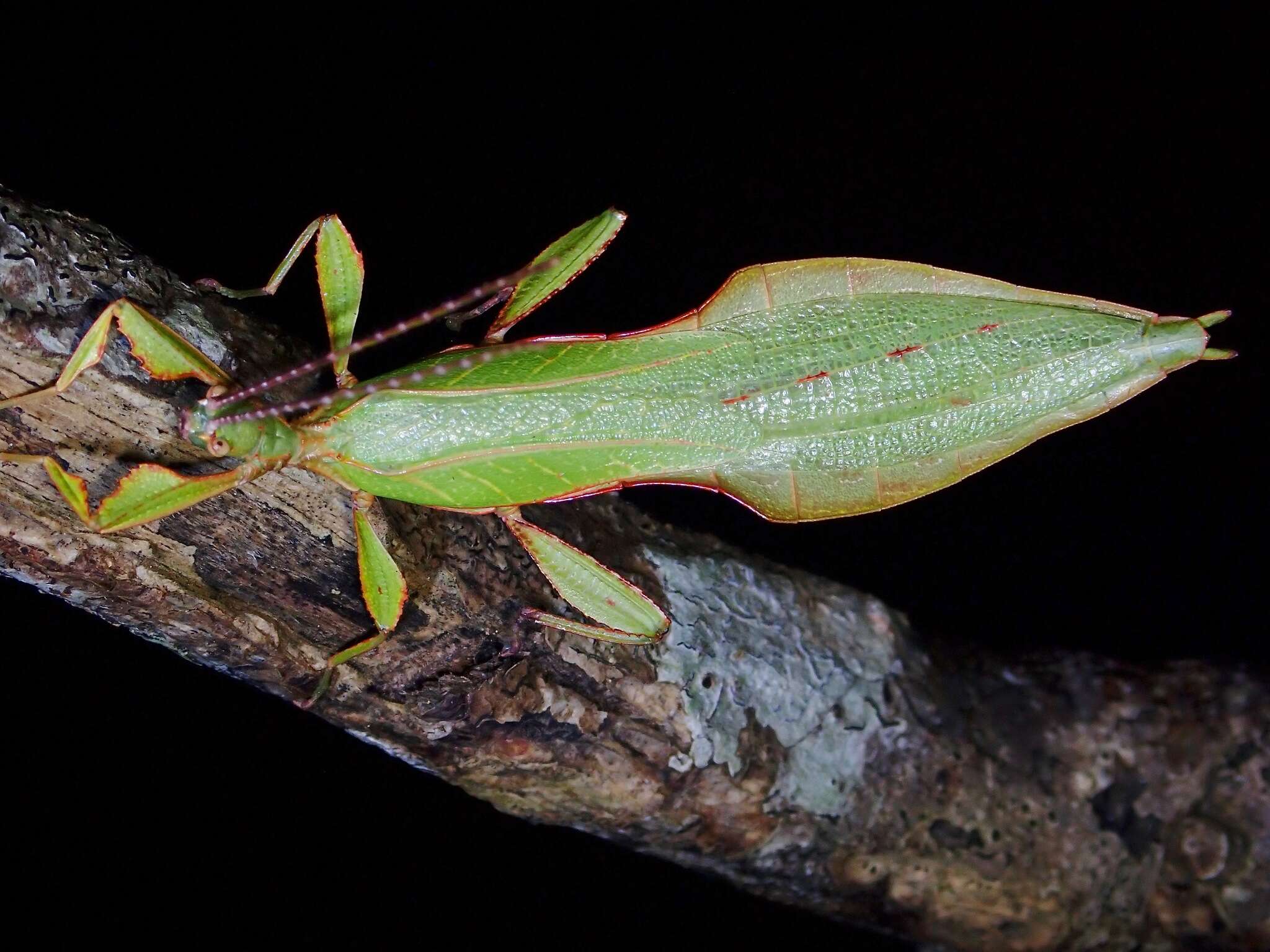 Image of Phyllium (Phyllium) bradleri Seow-Choen 2017