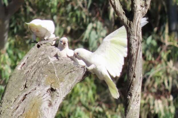 Image of Cacatua sanguinea gymnopis Sclater & PL 1871