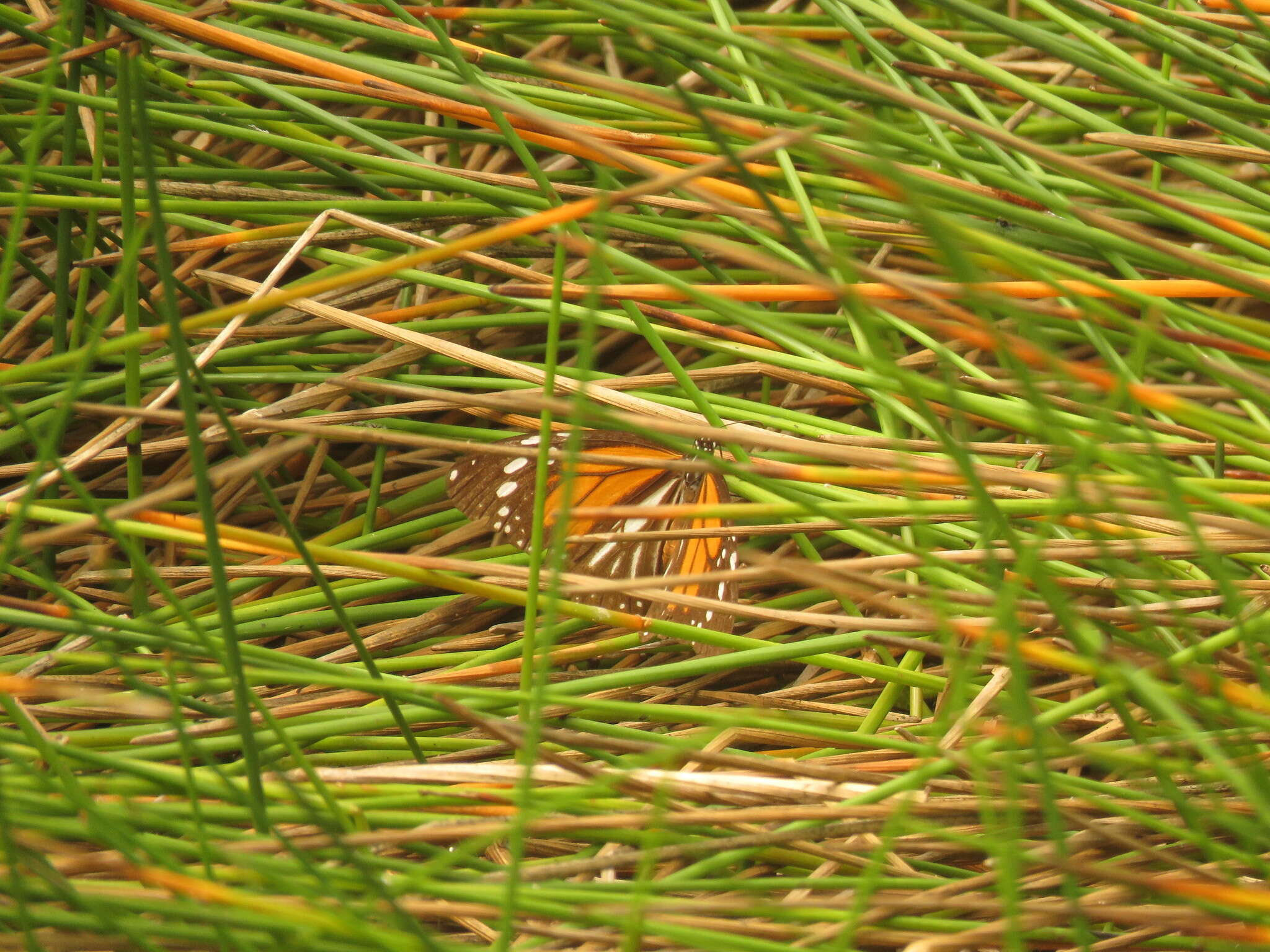 Image de Danaus (Anosia) melanippus subsp. hegesippus Cramer 1777