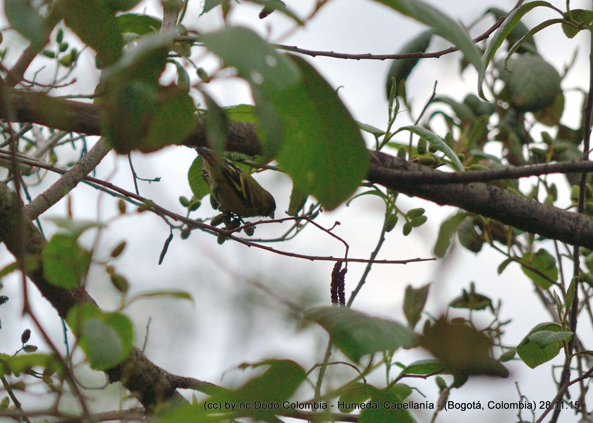 Image of Andean Siskin