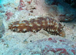 Image of Sand sifting sea cucumber