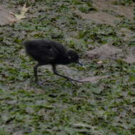 Image of Clapper Rail