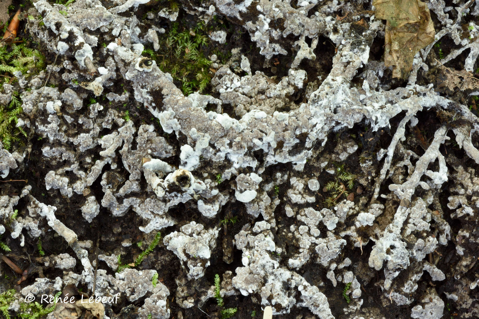 Image of Tomentella asperula (P. Karst.) Höhn. & Litsch. 1906