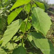 Sivun Baliospermum solanifolium (Burm.) Suresh kuva