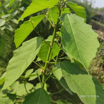 Imagem de Baliospermum solanifolium (Burm.) Suresh