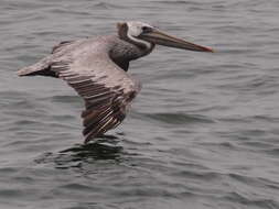 Image of California brown pelican