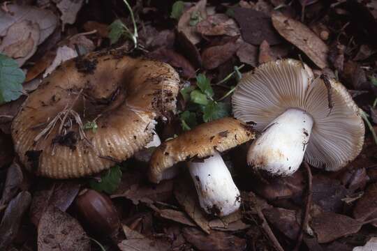 Image of Russula praetervisa Sarnari 1998