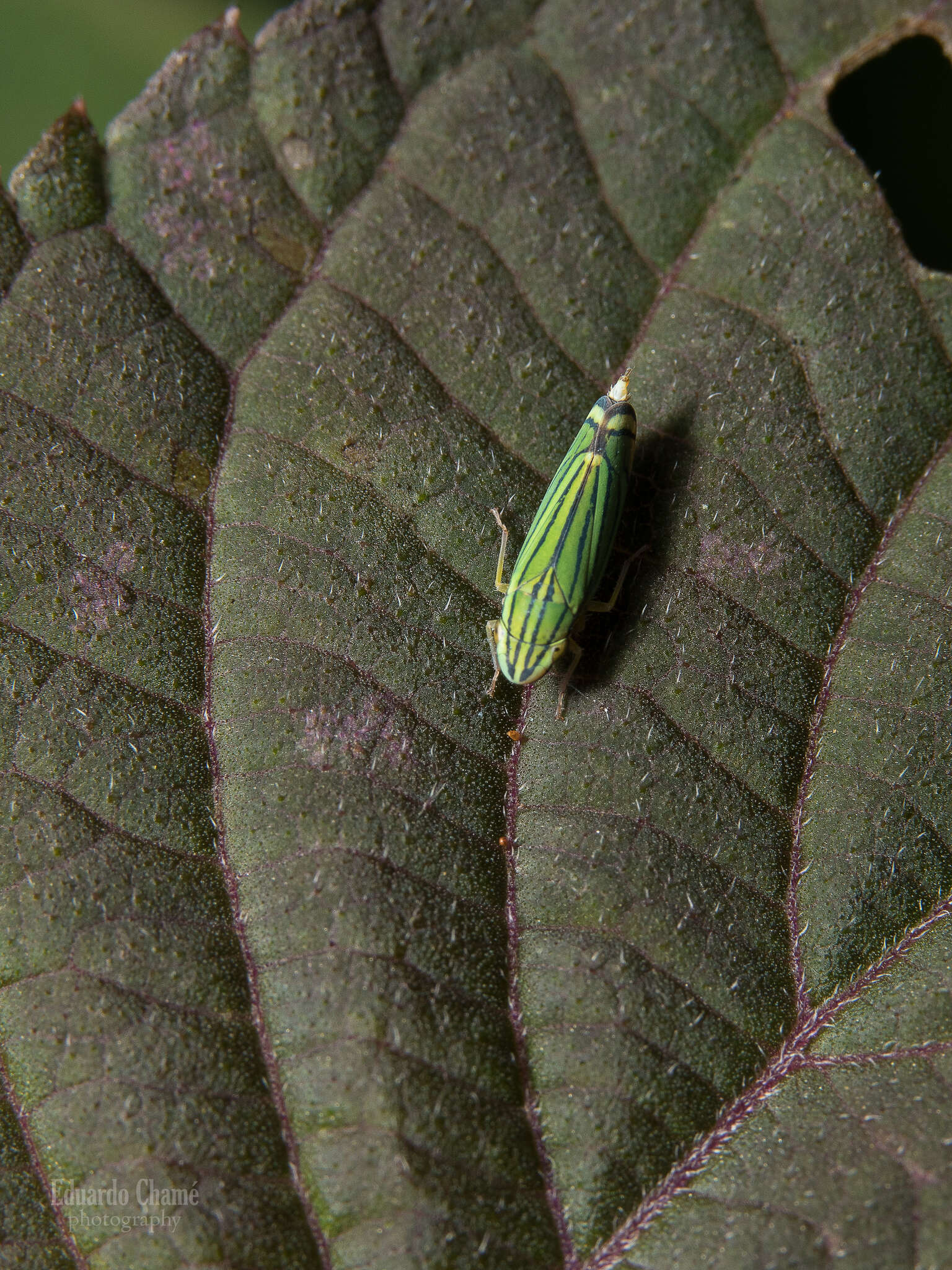 Image of Isogonalia sexlineata (Signoret 1855)