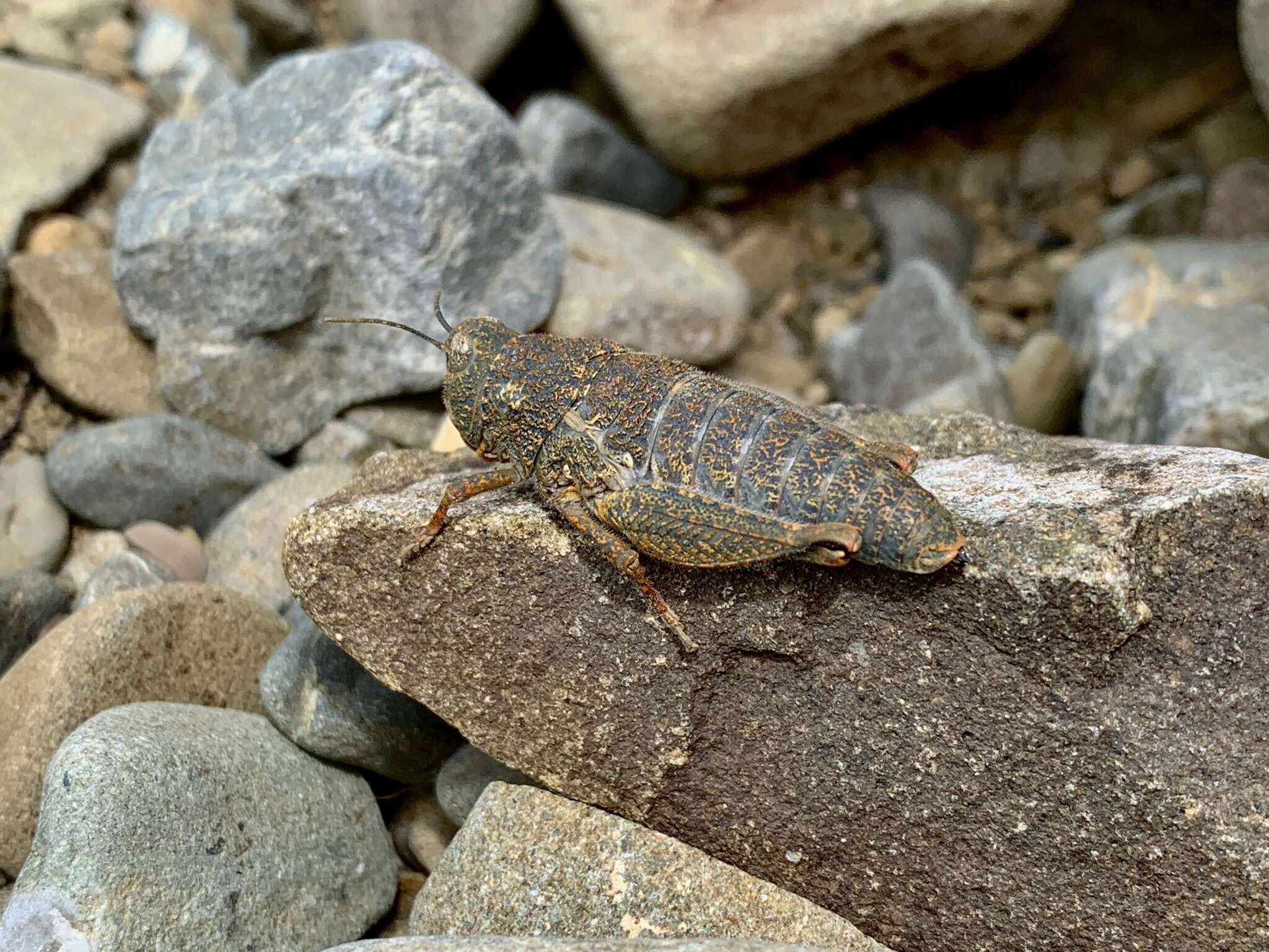 Image de Brachaspis robustus Bigelow 1967