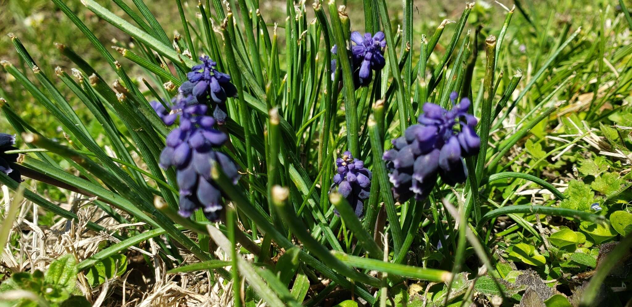 Image of Armenian grape hyacinth