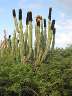 Image of Grenadier's Cap Cactus