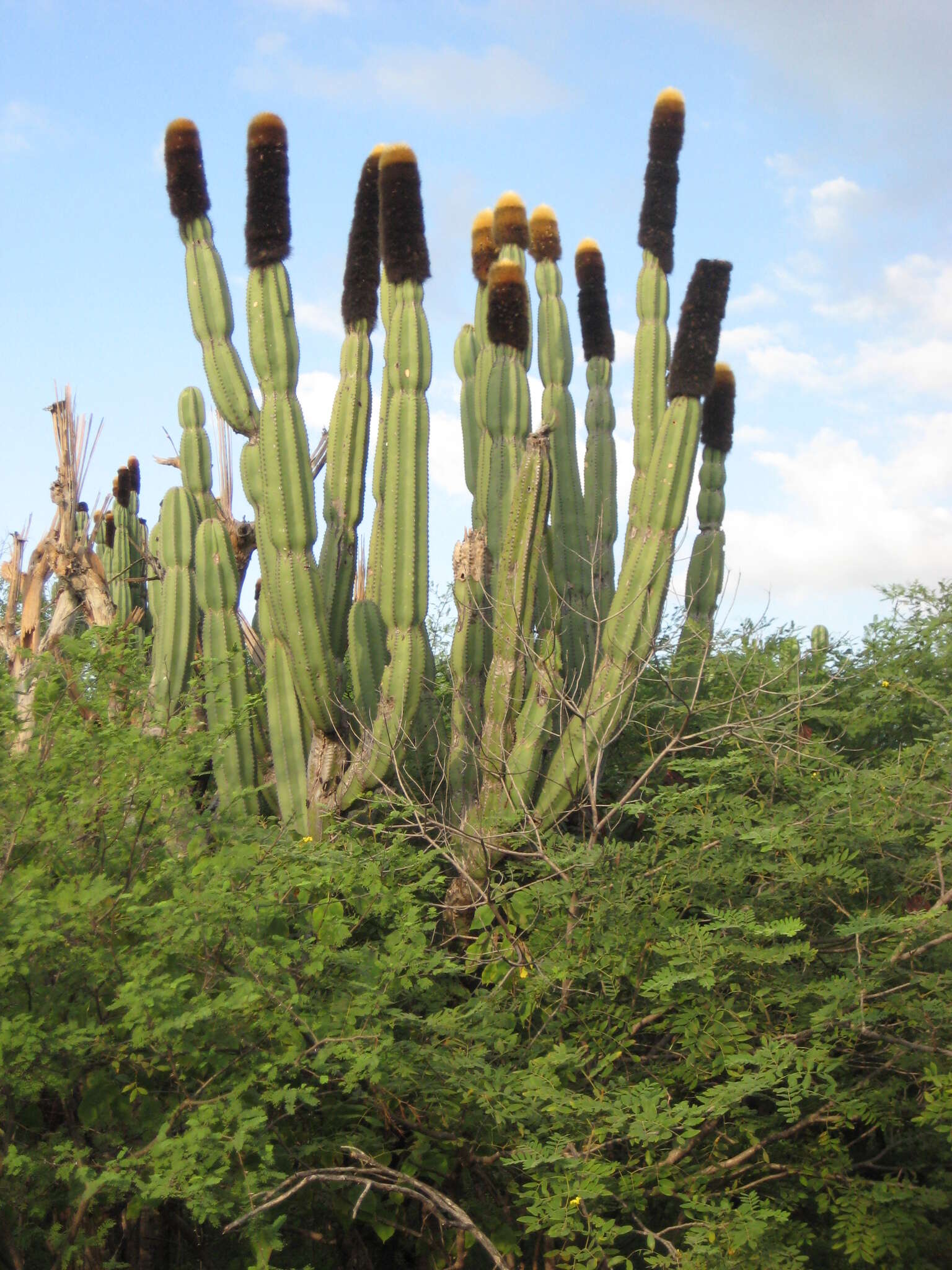 Image of Grenadier's Cap Cactus