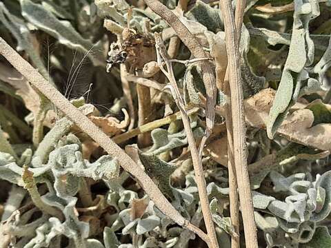 صورة Matthiola daghestanica (Conti) N. Busch