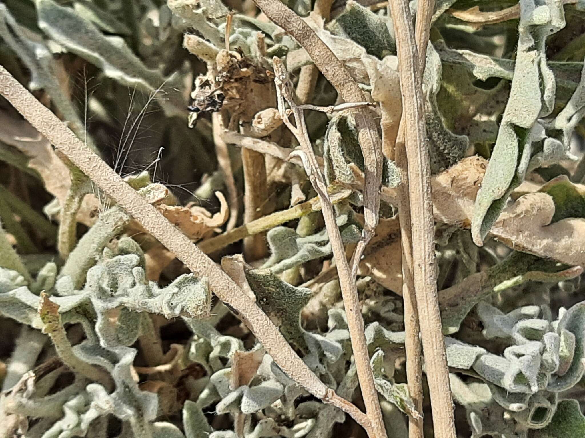 Image of Matthiola daghestanica (Conti) N. Busch