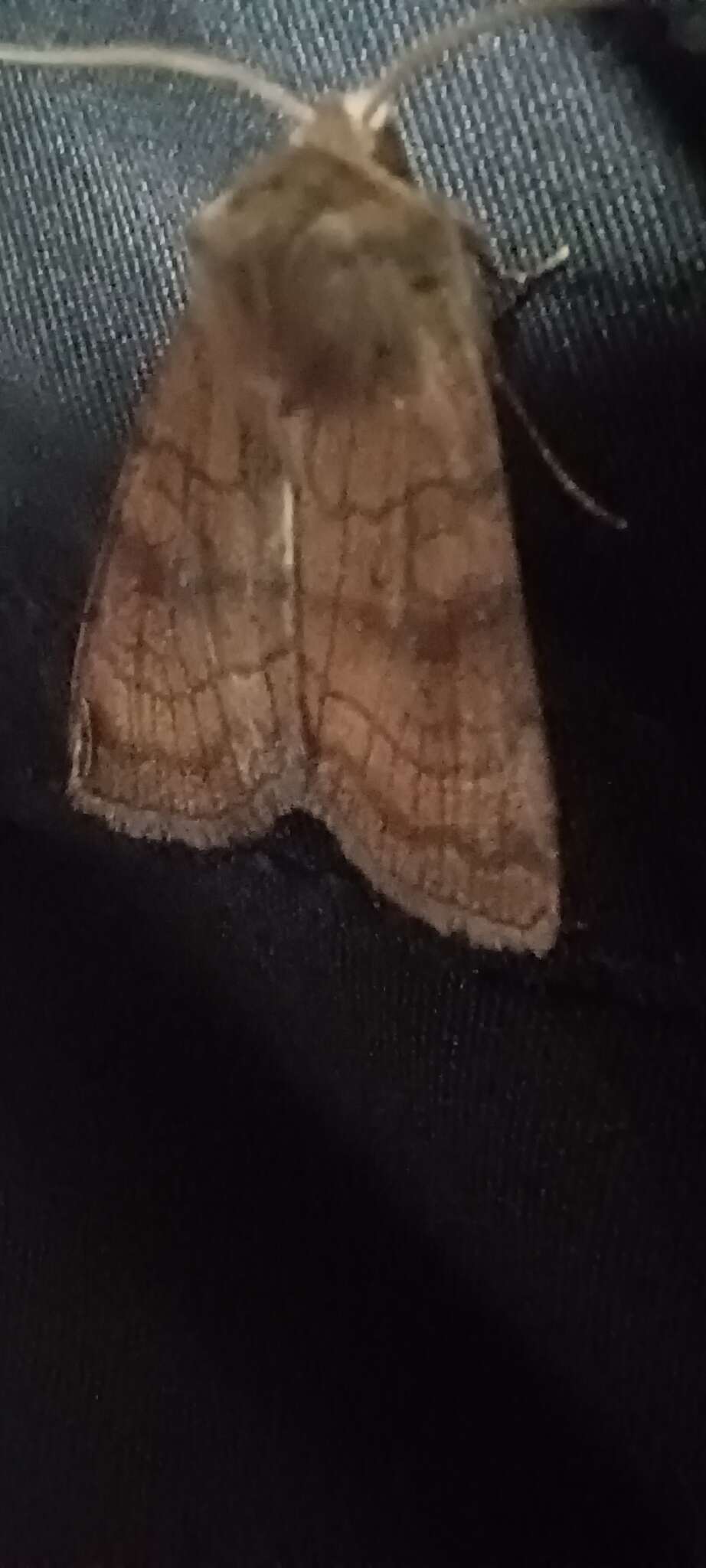 Image of six-striped rustic