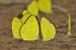 Image of Eurema simulatrix (Staudinger 1891)