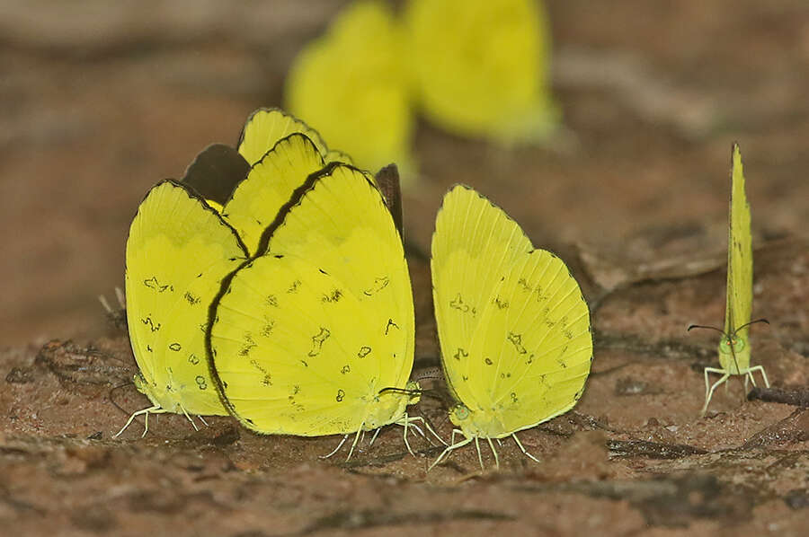 Image of Eurema simulatrix (Staudinger 1891)